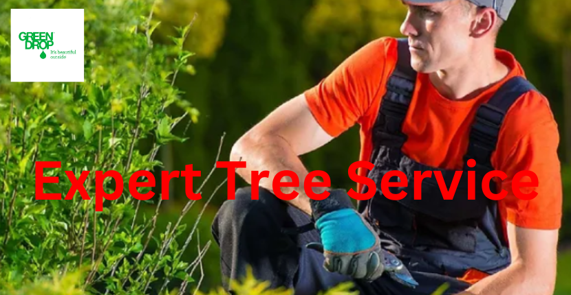 Expert Tree Service