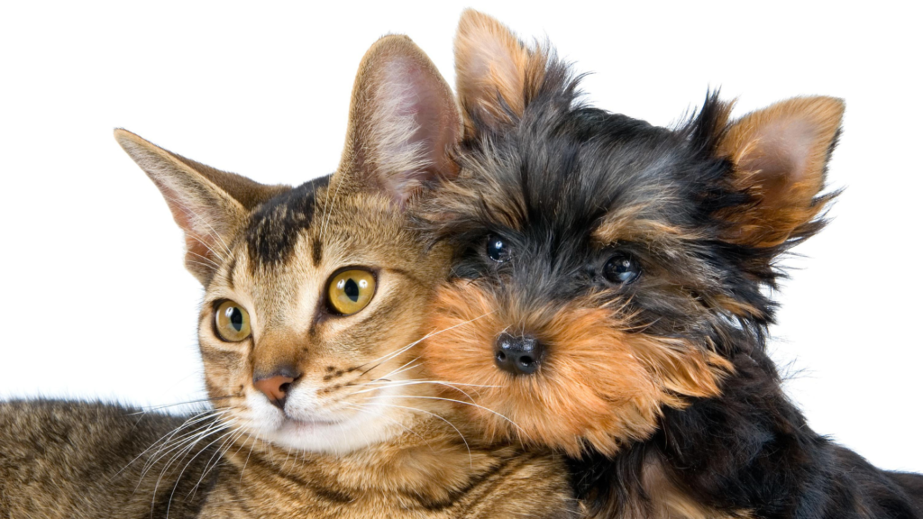 pet hospital near me