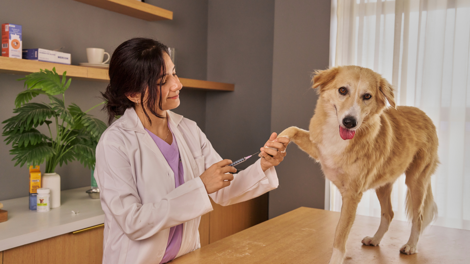 The Importance of Having a Trusted Local Veterinarian in Encino