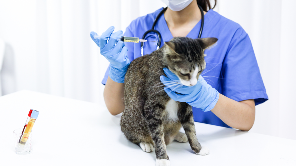 Local Veterinarian in Encino