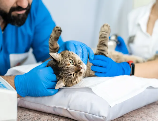 pet care in Encino
