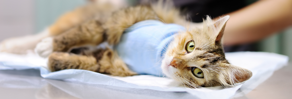 Keeping Cats Safe in Encino: Vaccination and Emergency Tips