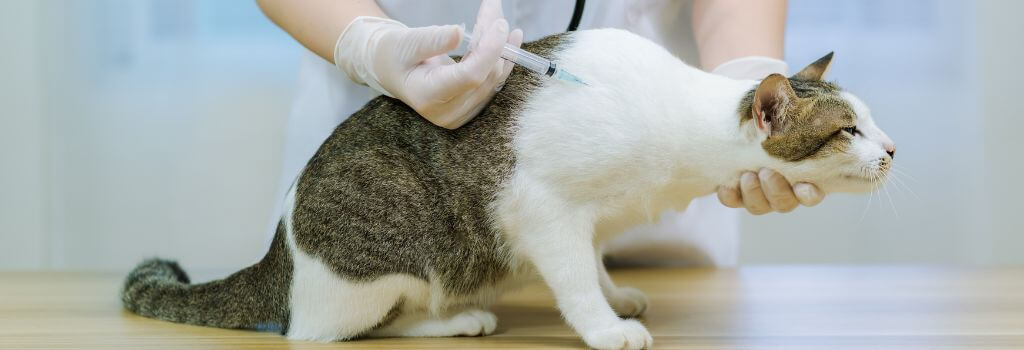 cat vaccination near me