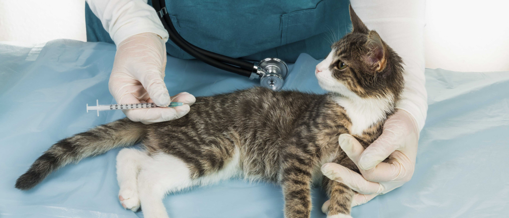 cat hospital