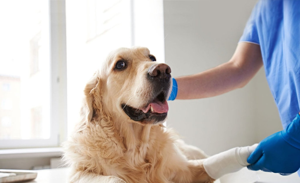 dog vaccination centre near me