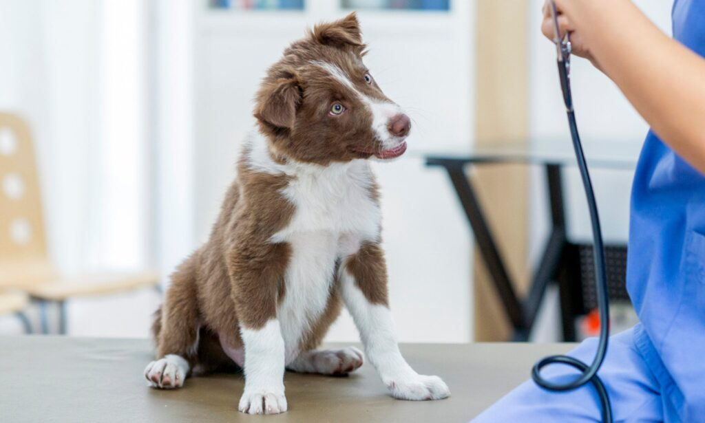 veterinary doctor in Encino