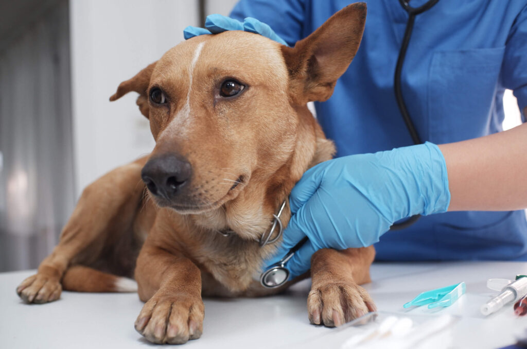 emergency vet hospital near me